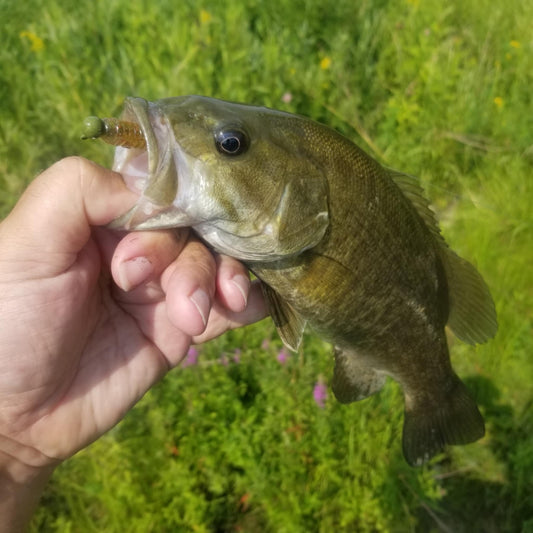25pcs - 3" Curly Tail Grub - Autumn Amber