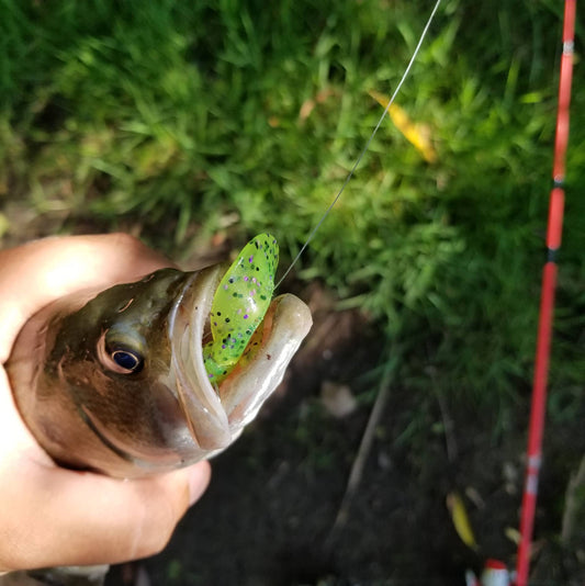 25pcs - 3" Curly Tail Grub - Poison Frog
