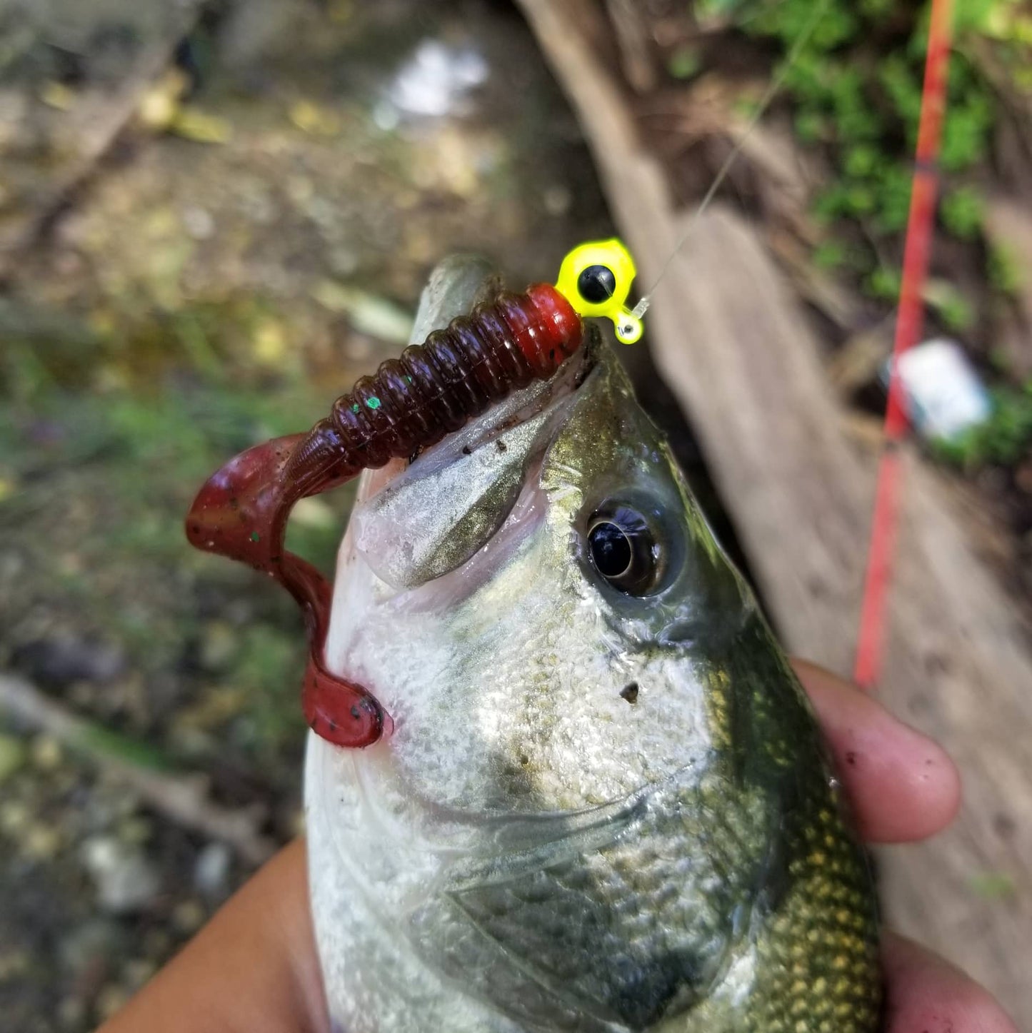 25pcs - 3" Curly Tail Grub - Biohazard Red