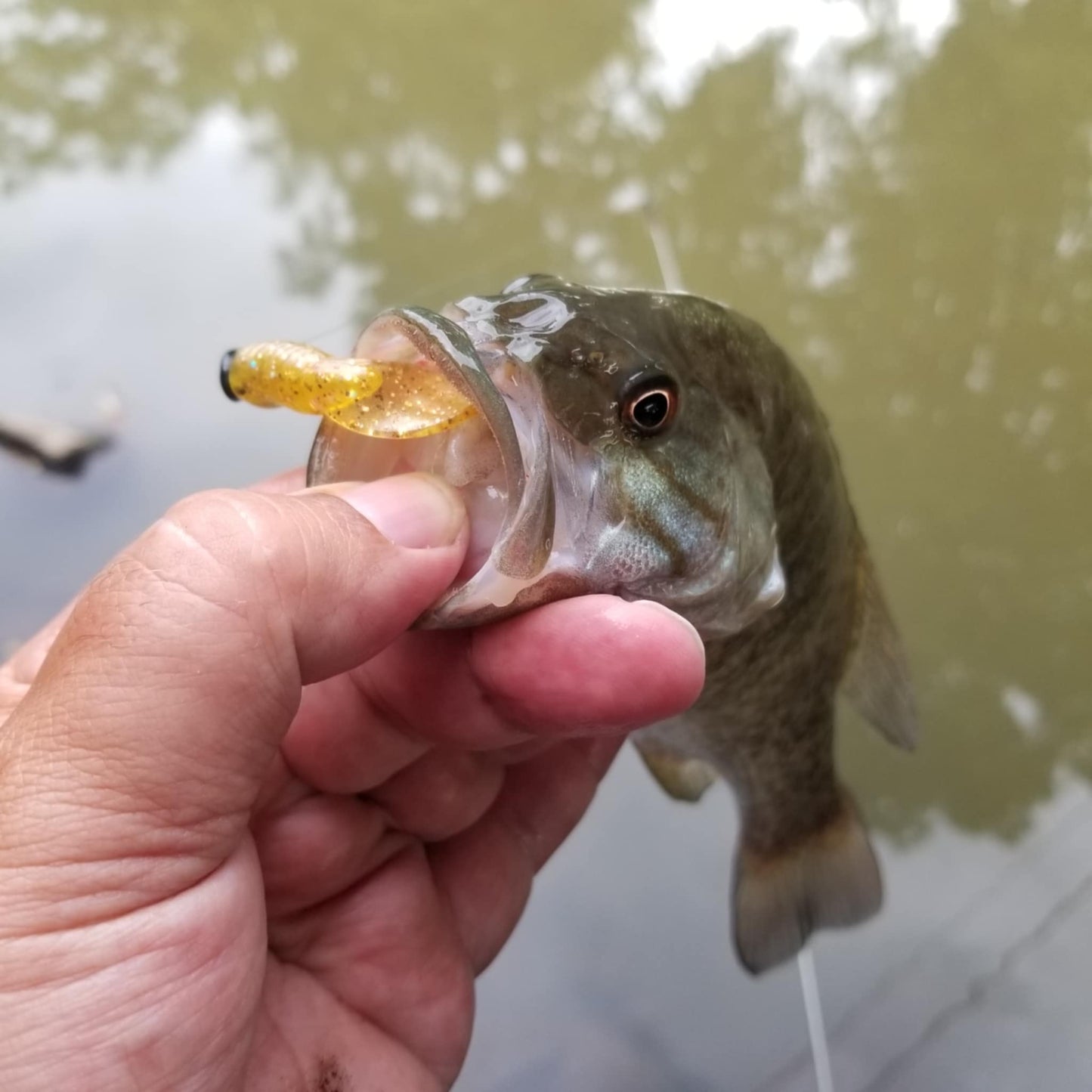 25pcs - 3" Curly Tail Grub - Midas Touch
