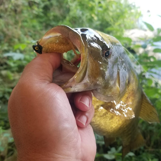 25pcs - 3" Curly Tail Grub - Midas Touch