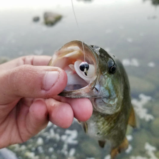 25pcs - 3" Curly Tail Grub - White