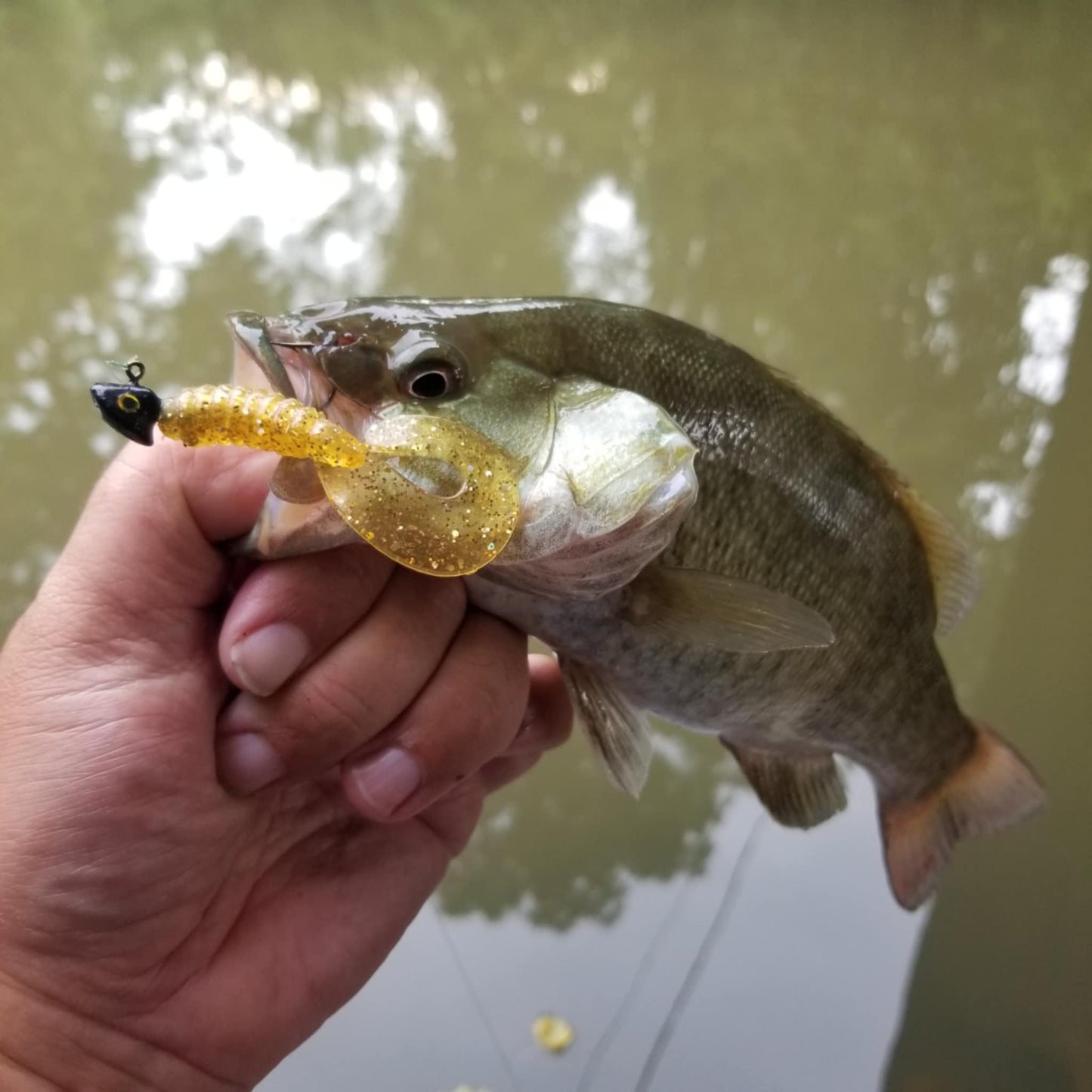 25pcs - 3" Curly Tail Grub - Midas Touch