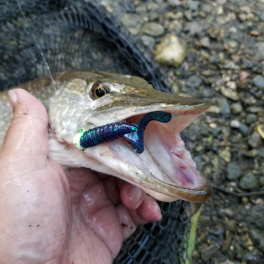 25pcs - 3" Curly Tail Grub - Biohazard Blue