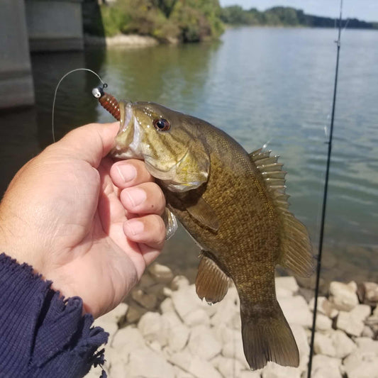 25pcs - 3" Curly Tail Grub - Bloody Motor Oil