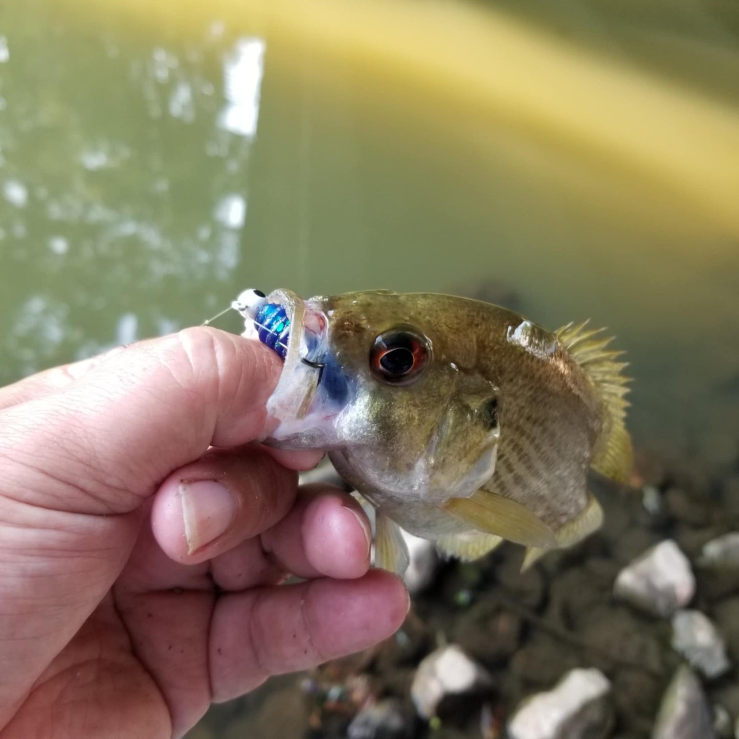 25pcs - 3" Curly Tail Grub - Biohazard Blue