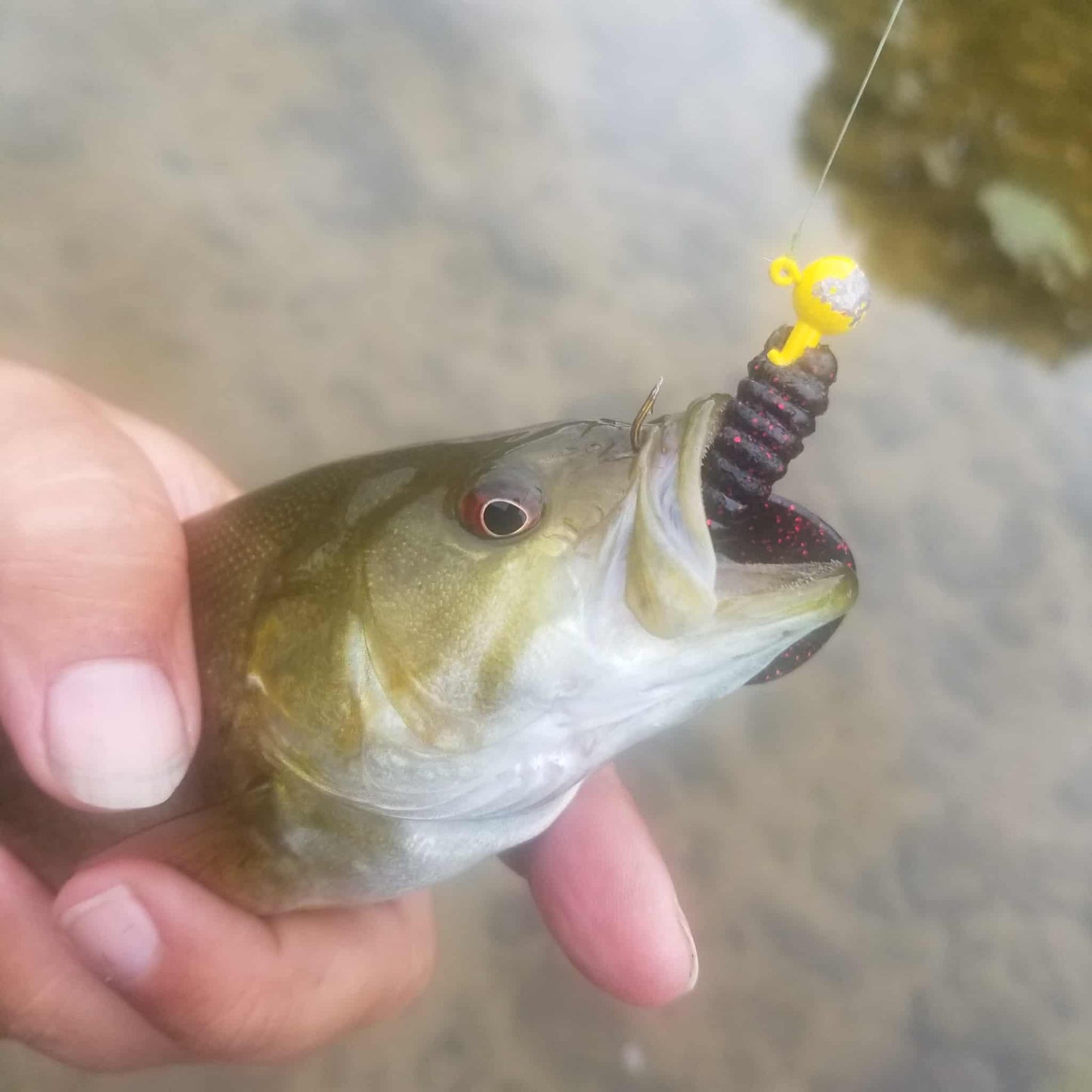 25pcs - 3" Curly Tail Grub - Black Cherry Spark