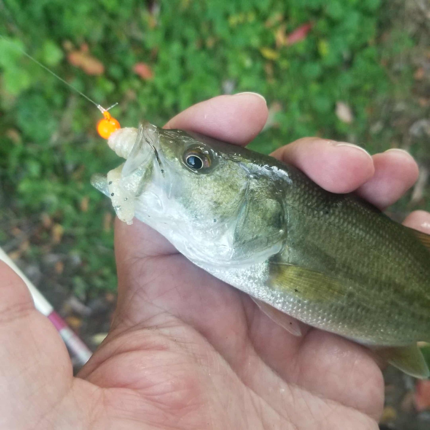 3" Curly Tail Grub – Pearl Sand - Salted