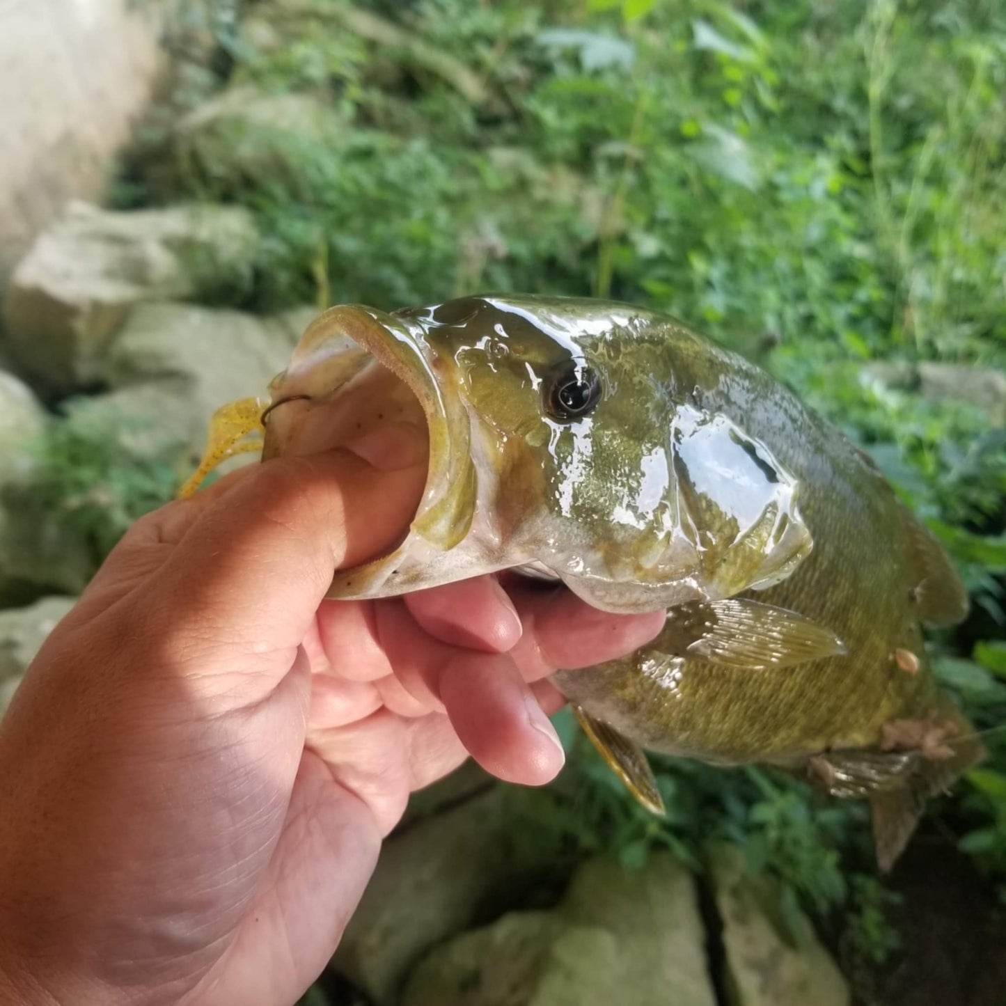 25pcs - 3" Curly Tail Grub - Midas Touch