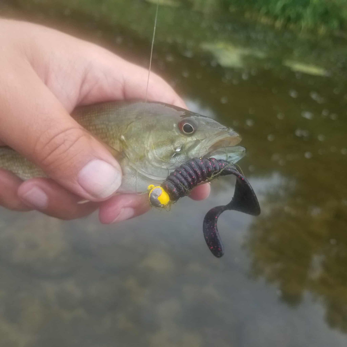 25pcs - 3" Curly Tail Grub - Black Cherry Spark