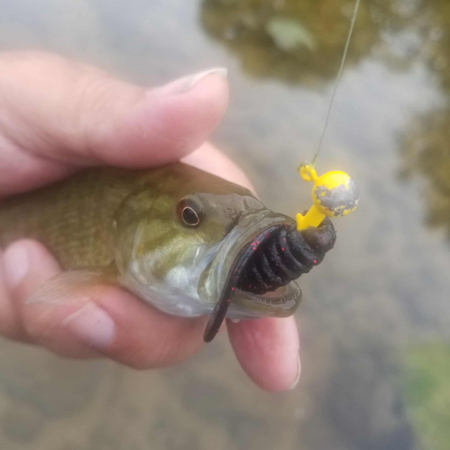 25pcs - 3" Curly Tail Grub - Black Cherry Spark