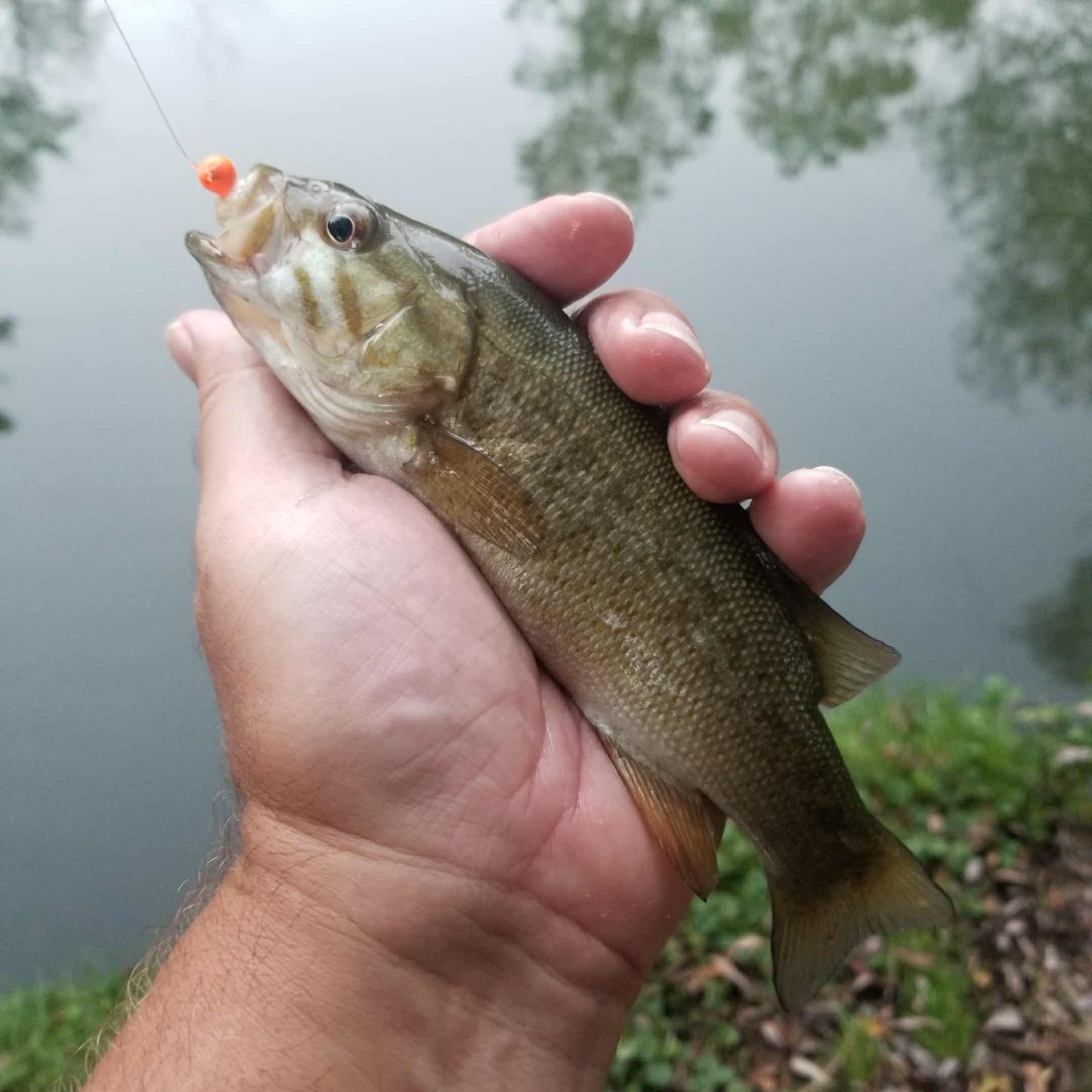 3" Curly Tail Grub – Pearl Sand - Salted