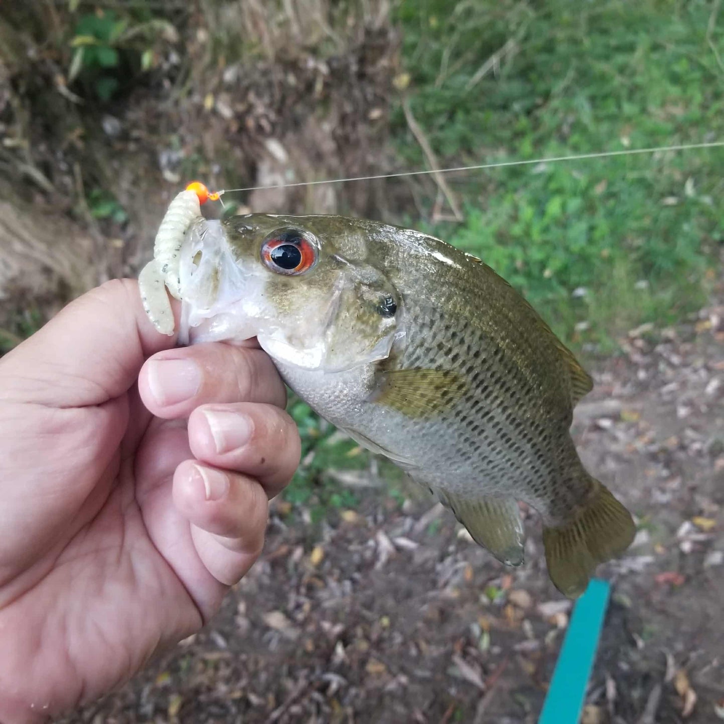 3" Curly Tail Grub – Pearl Sand - Salted