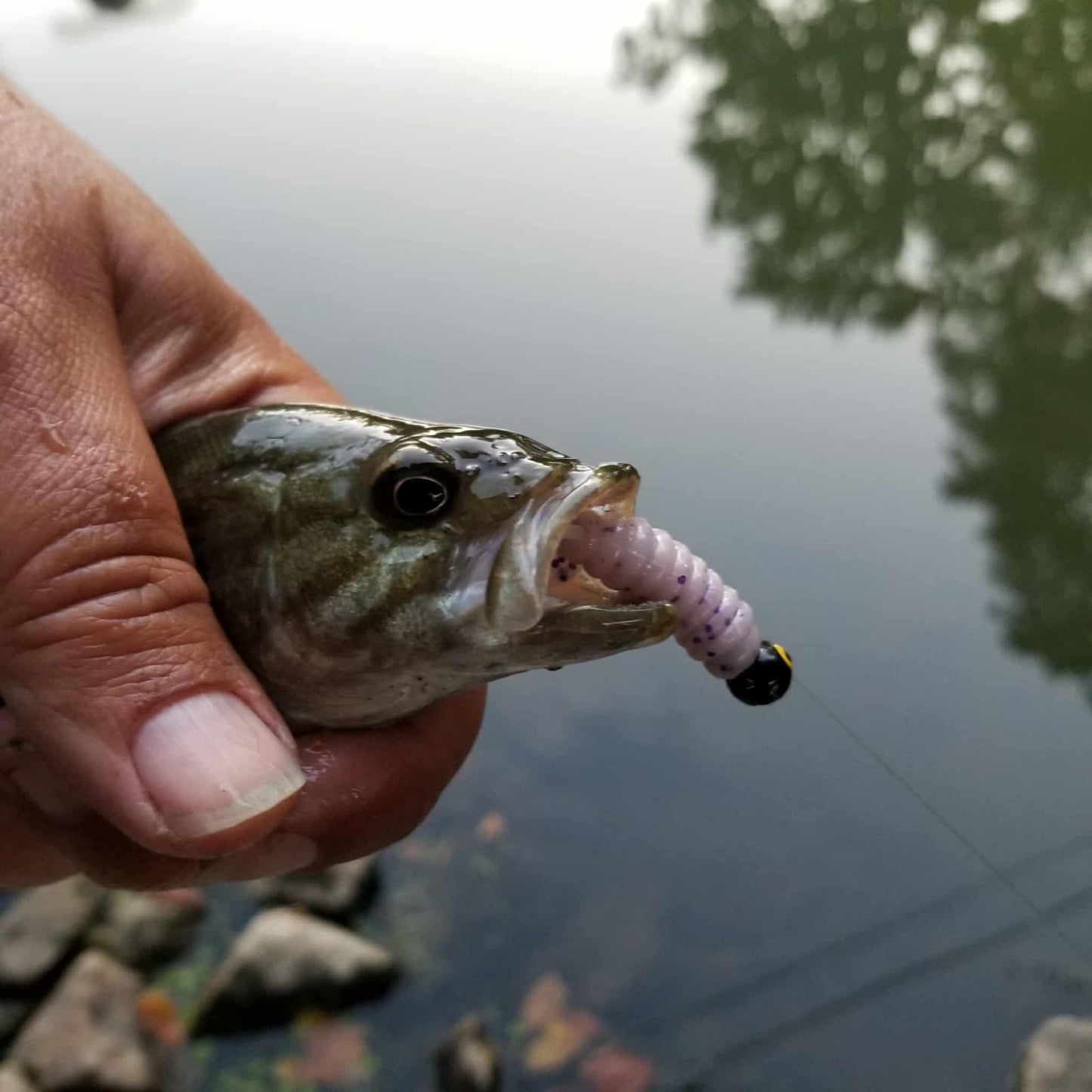 25pcs - 3" Curly Tail Grub - Strawberry Cream