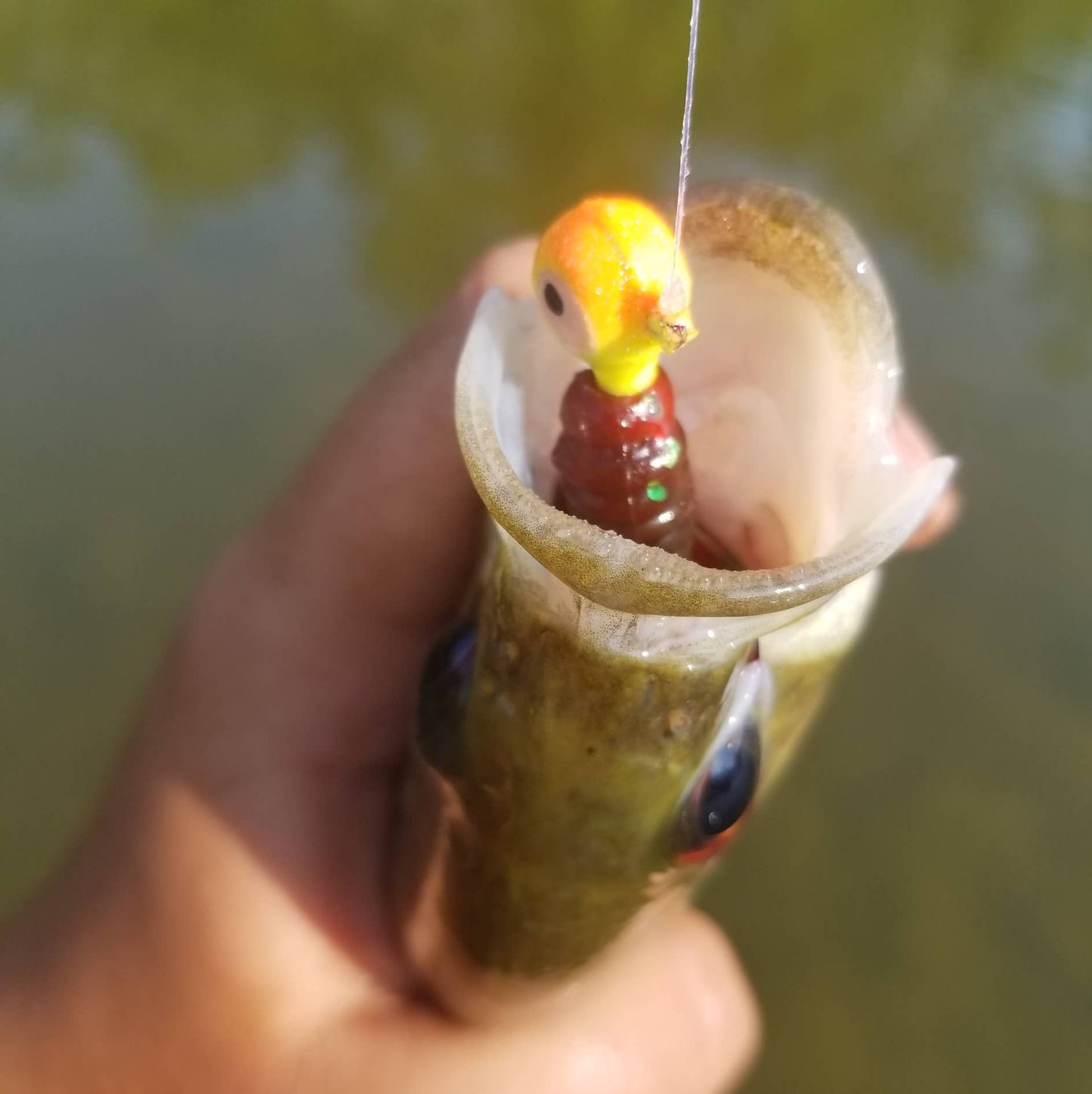 25pcs - 3" Curly Tail Grub - Biohazard Red