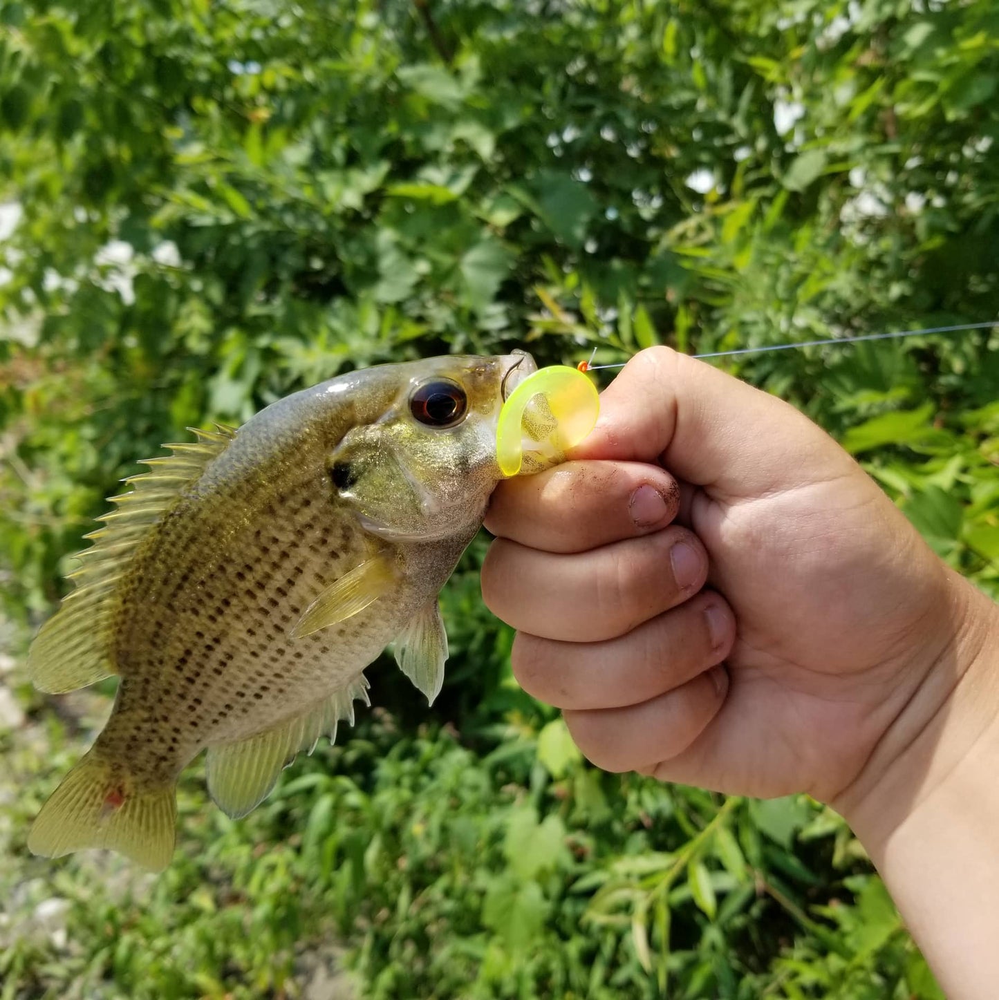 25pcs - 3" Curly Tail Grub - Chartreuse
