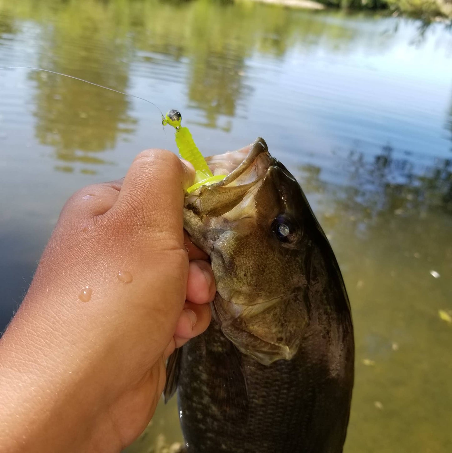 25pcs - 3" Curly Tail Grub - Chartreuse
