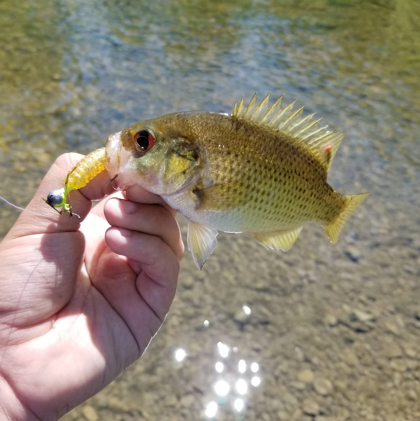 25pcs - 3" Curly Tail Grub - Midas Touch