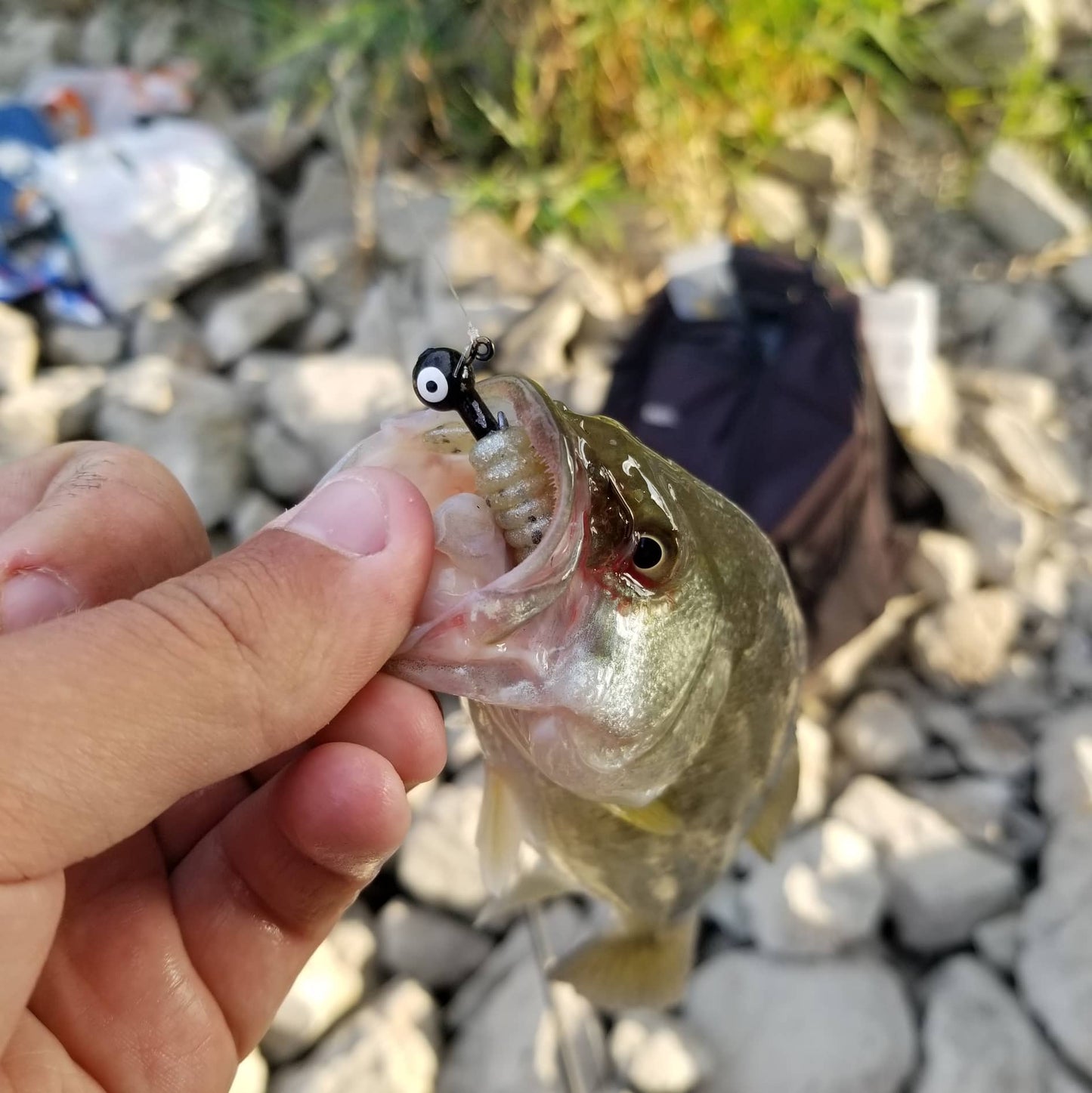 3" Curly Tail Grub – Pearl Sand - Salted