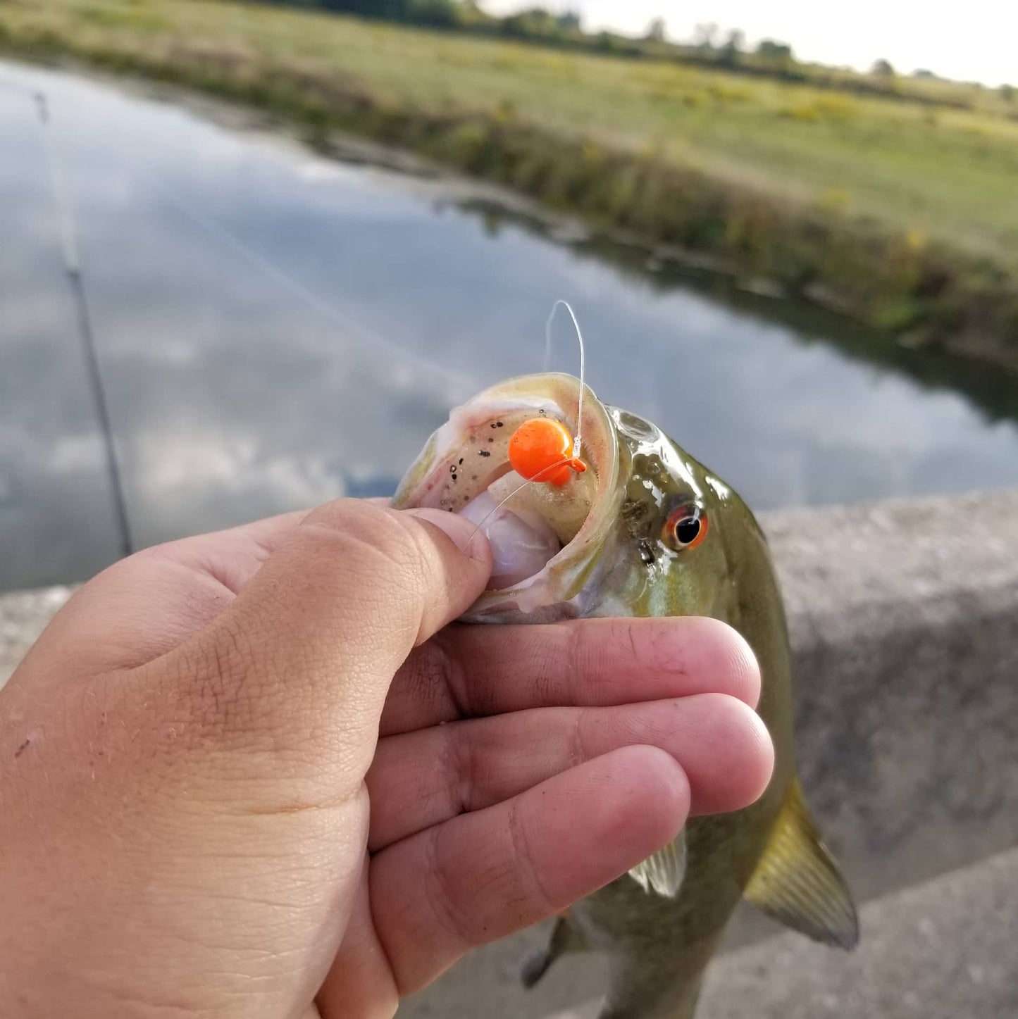 3" Curly Tail Grub – Pearl Sand - Salted