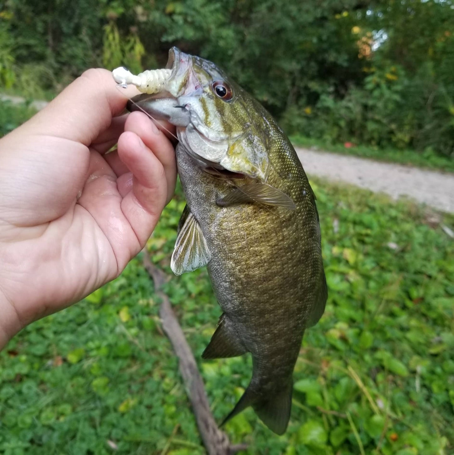 3" Curly Tail Grub – Pearl Sand - Salted