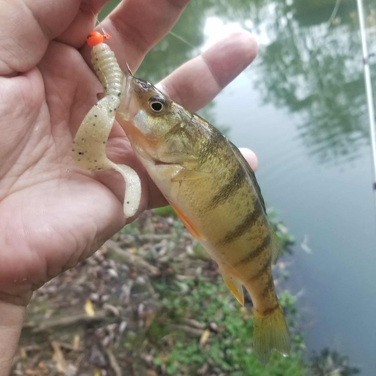 3" Curly Tail Grub – Pearl Sand - Salted