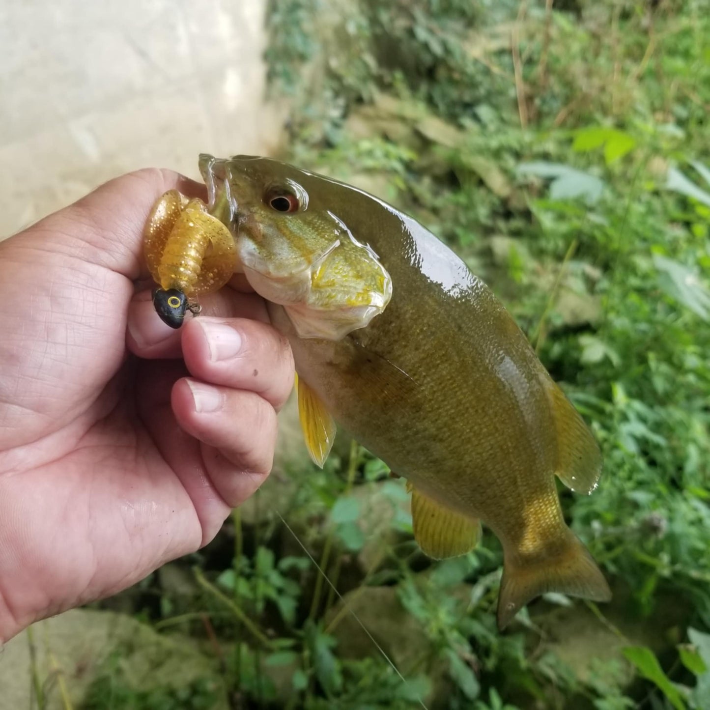 25pcs - 3" Curly Tail Grub - Midas Touch