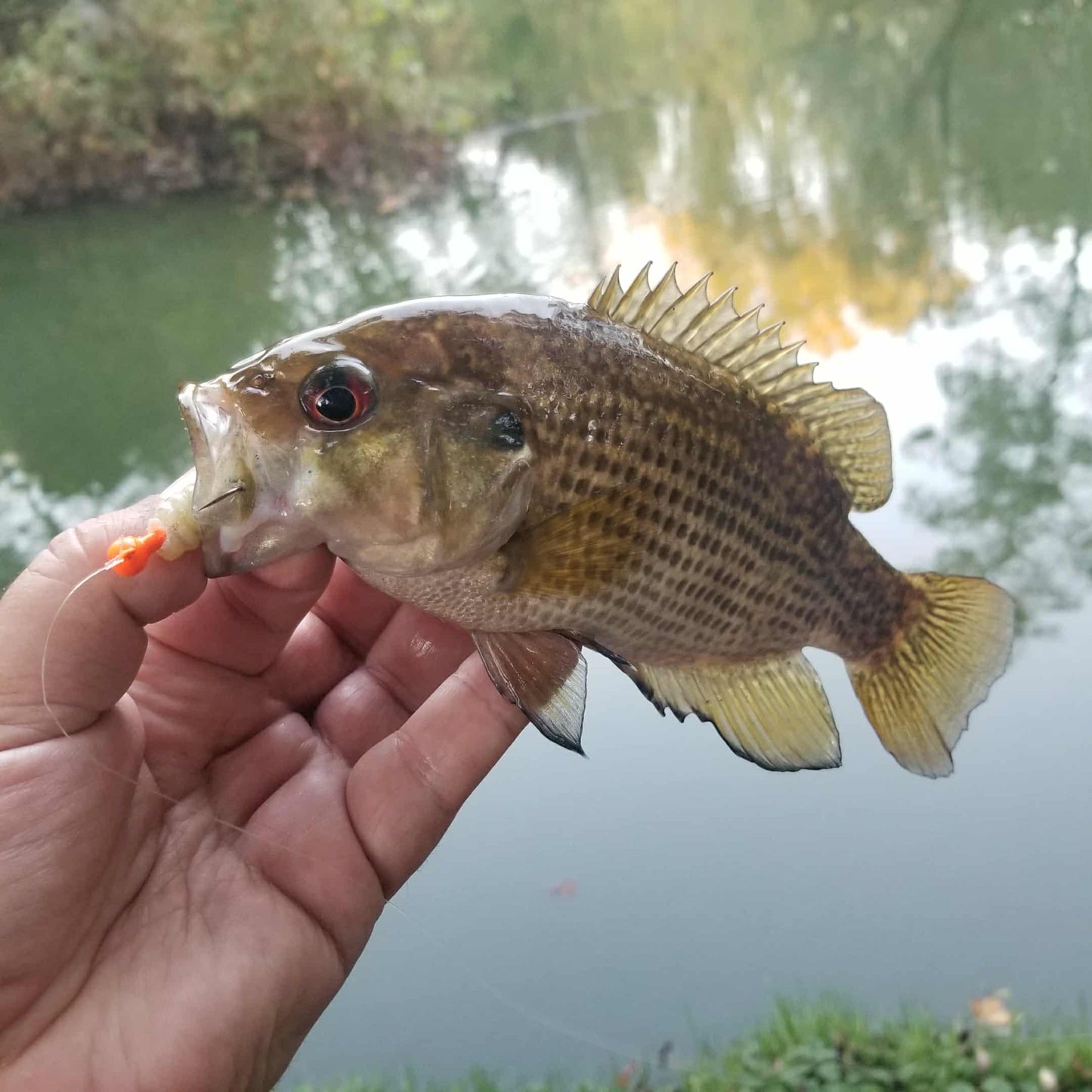 3" Curly Tail Grub – Pearl Sand - Salted