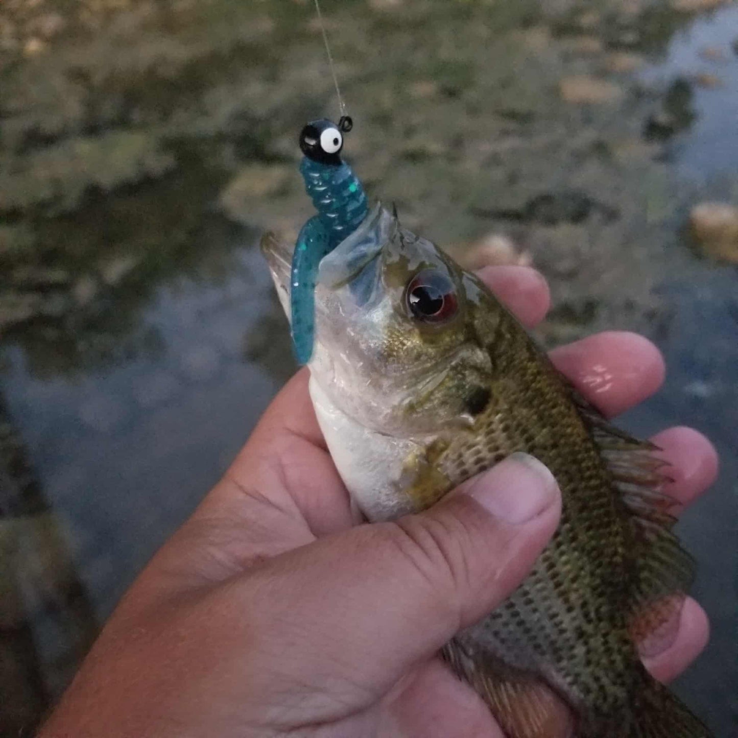 25pcs - 3" Curly Tail Grub - Emerald Ice
