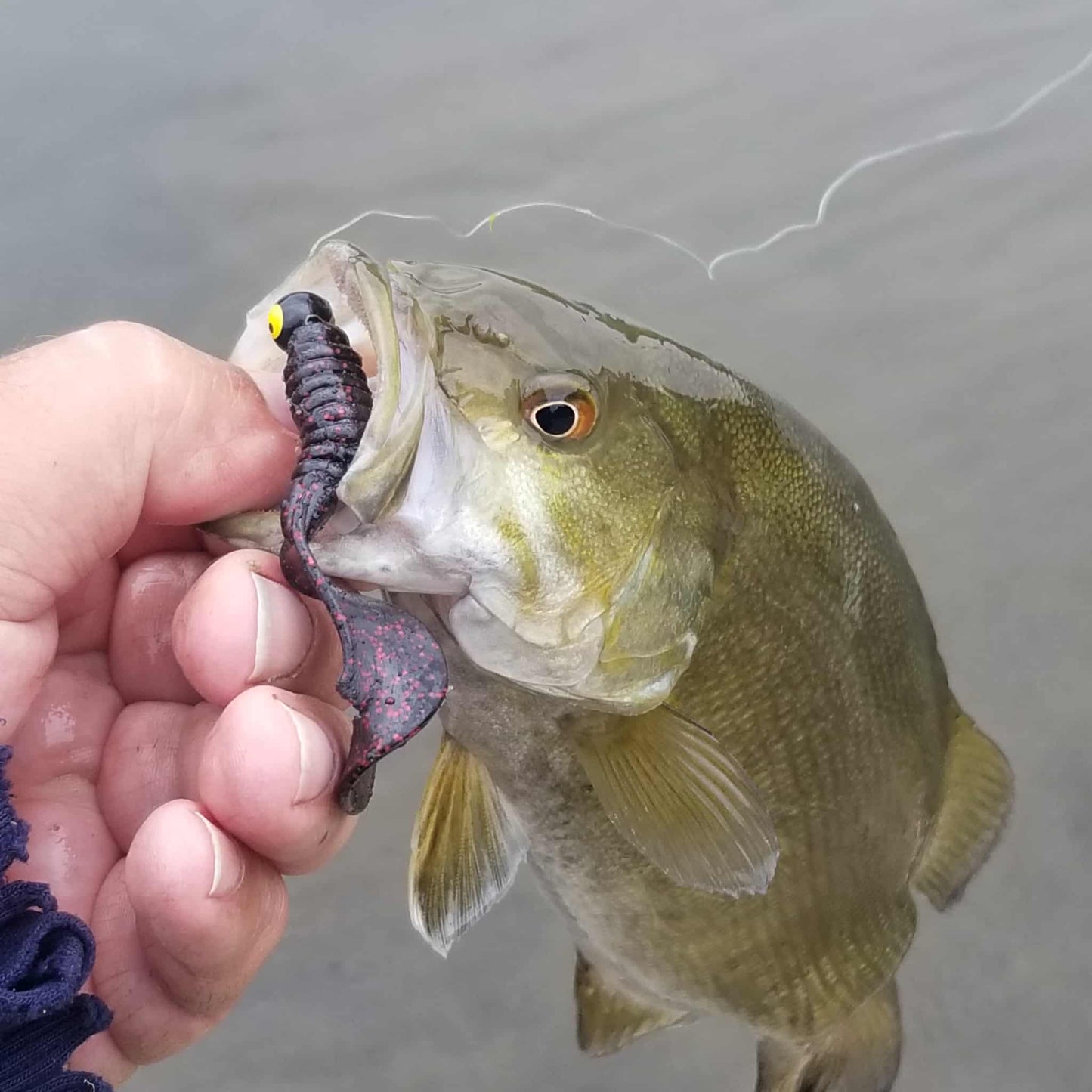 25pcs - 3" Curly Tail Grub - Black Cherry Spark