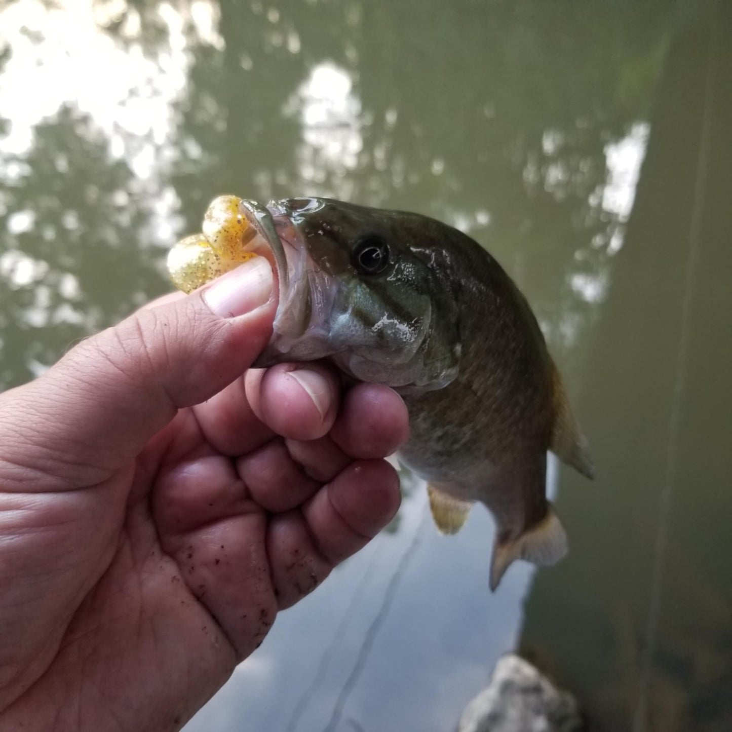 25pcs - 3" Curly Tail Grub - Midas Touch
