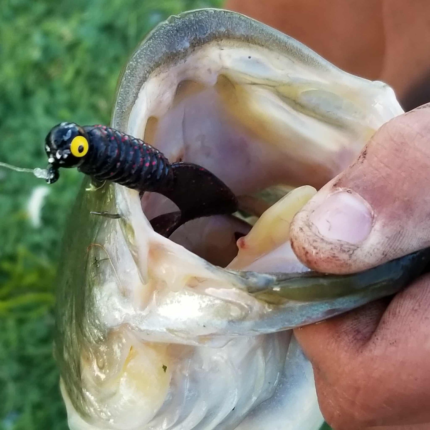 25pcs - 3" Curly Tail Grub - Black Cherry Spark