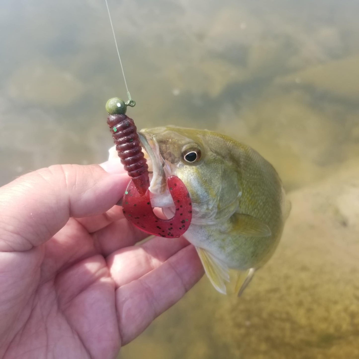 25pcs - 3" Curly Tail Grub - Biohazard Red